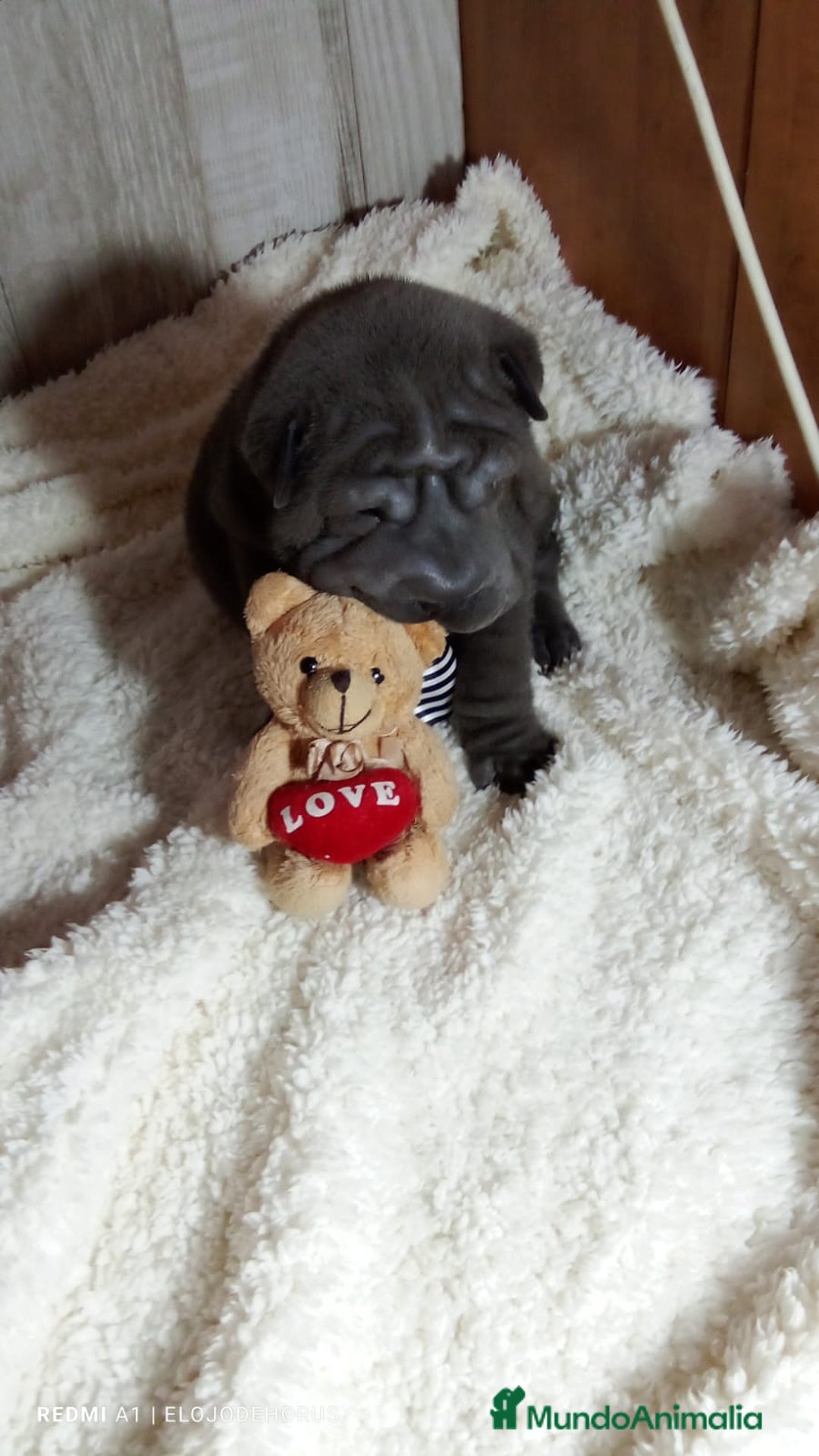 Shar Pei perros en venta: Sharpei hembra minipeis blue 💙💙🐾 - Imagen 1