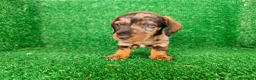 Teckel Miniatura perros en venta: Teckel miniatura  - Anuncio 7