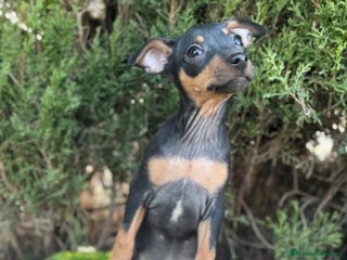 Pinscher Miniatura perros Pinscher miniatura negro fuego - Anuncio 1