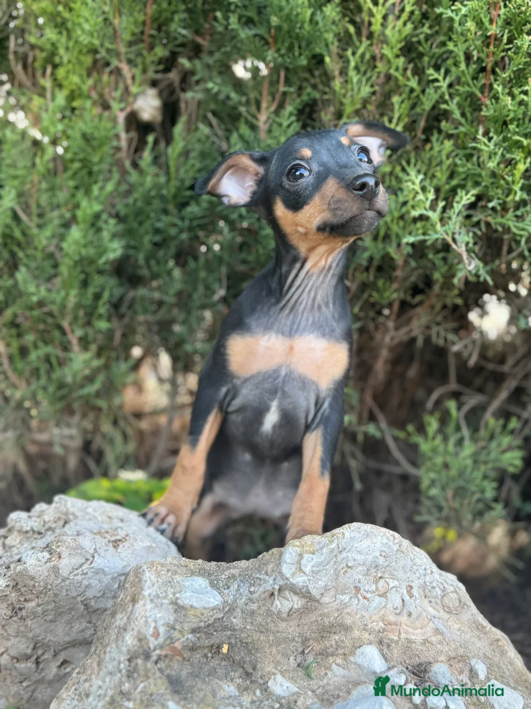 Pinscher Miniatura perros en venta: Pinscher miniatura negro fuego  - Anuncio 1