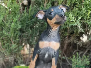 Pinscher Miniatura perros Pinscher miniatura negro fuego - Anuncio 9