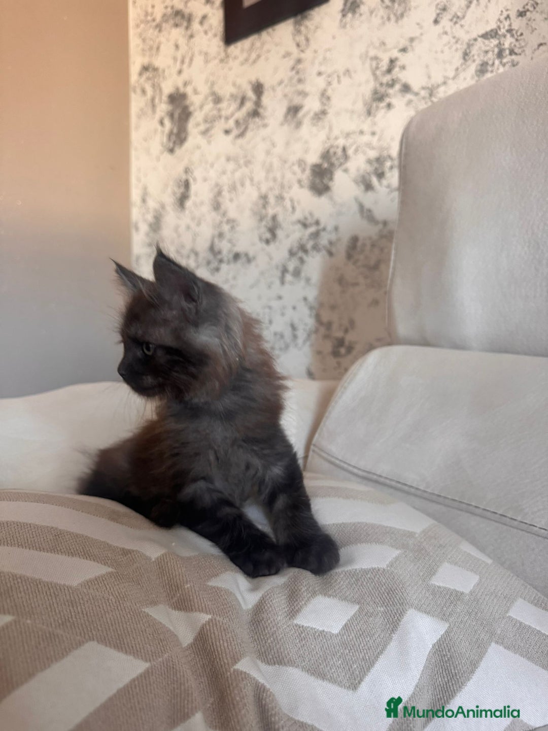 Maine Coon gatos en venta: Maine Coon Macho - Imagen 3