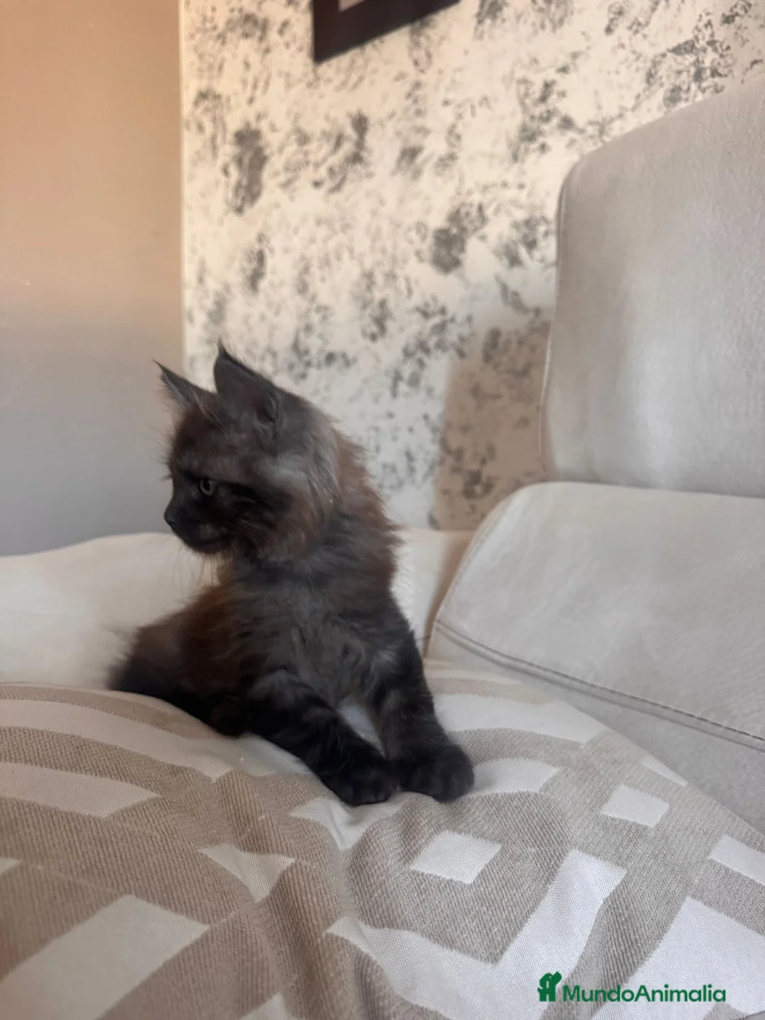 Maine Coon gatos en venta: Maine Coon Macho - Anuncio 3