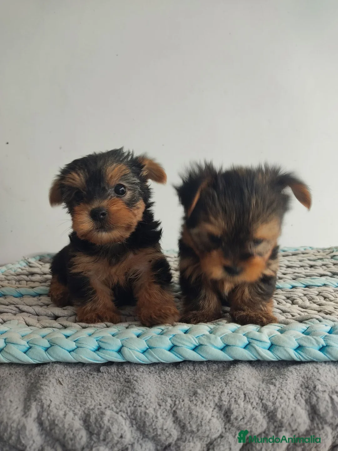 Yorkshire Terrier perros en venta: Yorkshire miniatura  - Anuncio 2