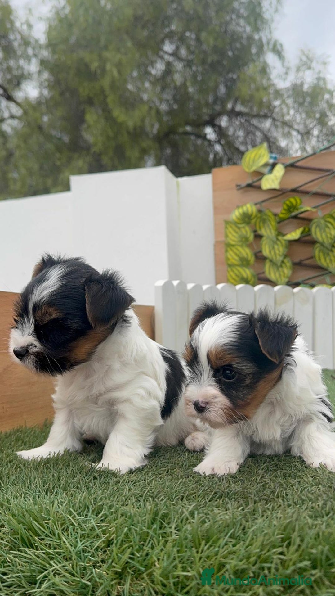 Yorkshire Terrier perros en venta: YORKSHIRE BIEWER - Anuncio 12