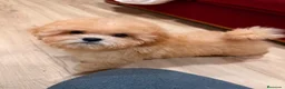 Shihpoo perros en venta: ShihPoo apricot  - Anuncio 6