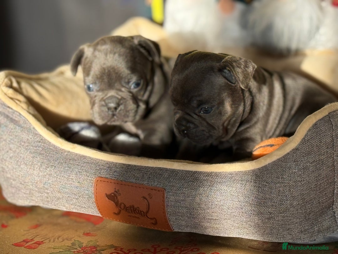 Bulldog Francés perros en venta: Bulldog francés Blue  - Anuncio 3