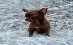 Chihuahua perros en venta: Chihuahua toy chocolate  - Imagen 3
