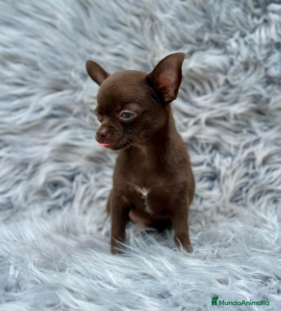 Chihuahua perros en venta: Chihuahua toy chocolate  - Imagen 3