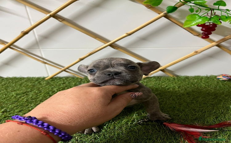 Bulldog Francés perros - Anuncio 3