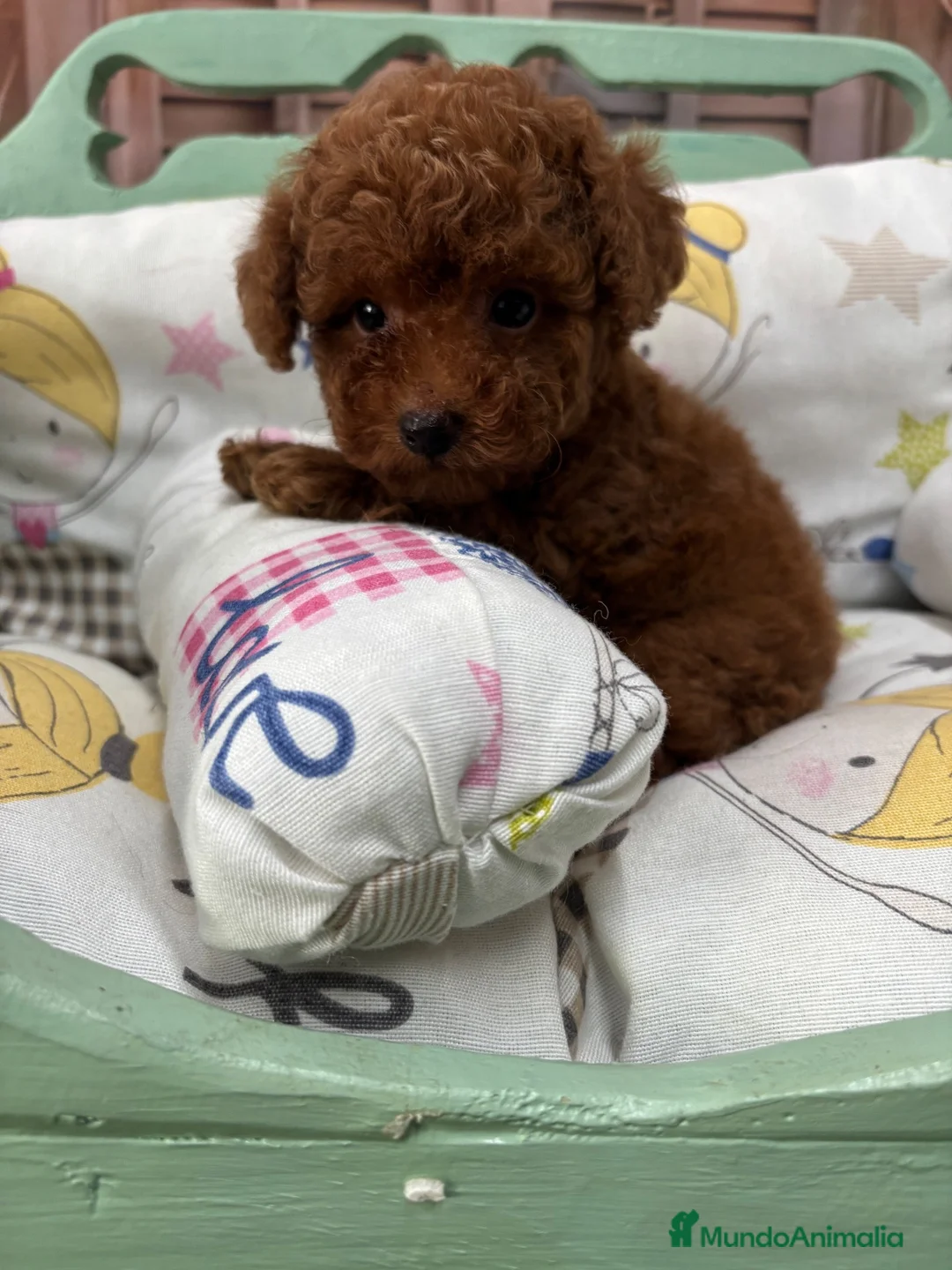 Caniche Toy perros en venta: Caniche Toy Hembra Roja  - Anuncio 7