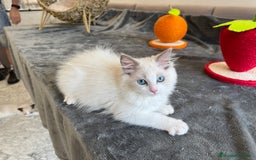 Ragdoll gatos en venta: Gatitos Ragdoll 19-05 - Imagen 9