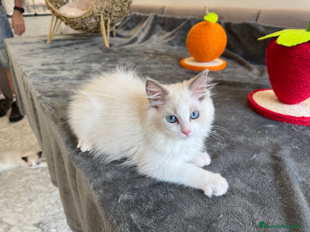Ragdoll gatos en venta: Gatitos Ragdoll 19-05 - Imagen 9