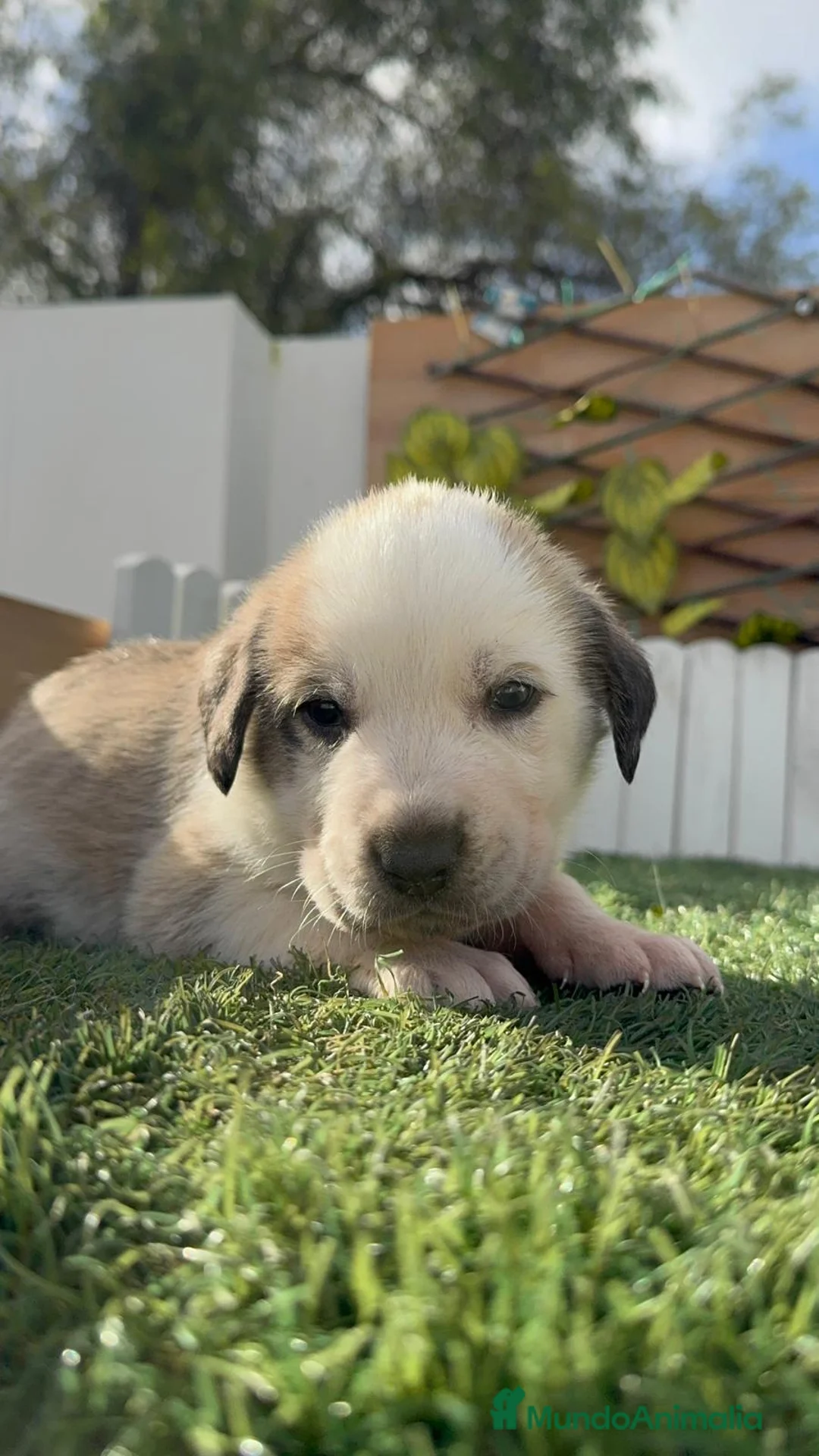 Mastín Español perros en venta: MASTIN ESPAÑOL - Anuncio 3