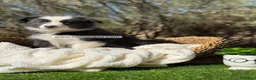 Border Collie perros en venta: BORDER COLLIE HEMBRA - Anuncio 2