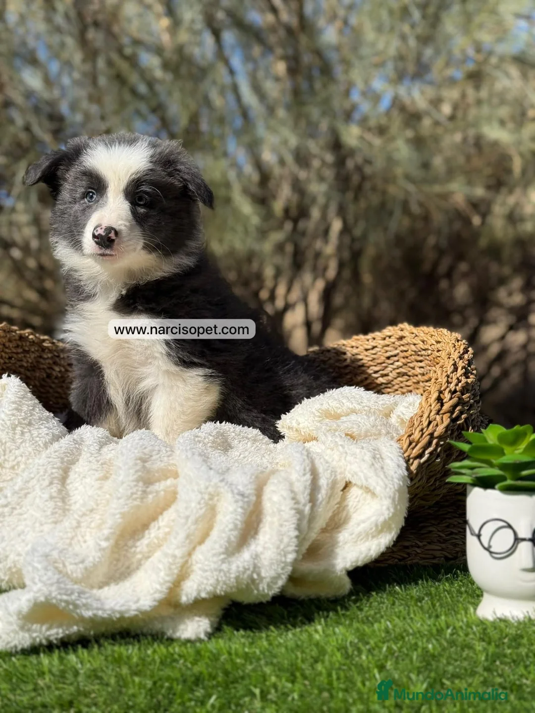 Border Collie perros en venta: BORDER COLLIE HEMBRA - Anuncio 2
