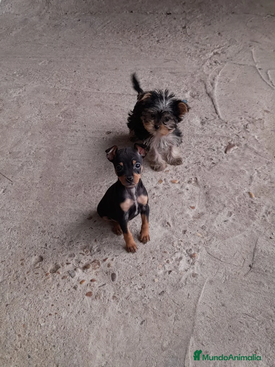 Pinscher Miniatura perros en venta: Pinscher miniatura en Badajoz - Anuncio 1