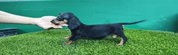 Teckel Miniatura perros en venta: Teckel pelo largo kaninchen  - Anuncio 4