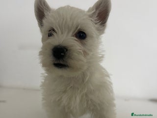 West Highland White Terrier perros - Anuncio 2