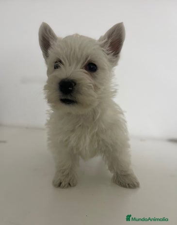 West Highland White Terrier perros - Anuncio 2