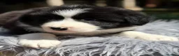 Border Collie perros en venta: Border negro y blanco  - Anuncio 7