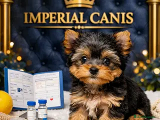 Yorkshire Terrier perros ULTIMO YORKSHIRE MACHO - Anuncio 3