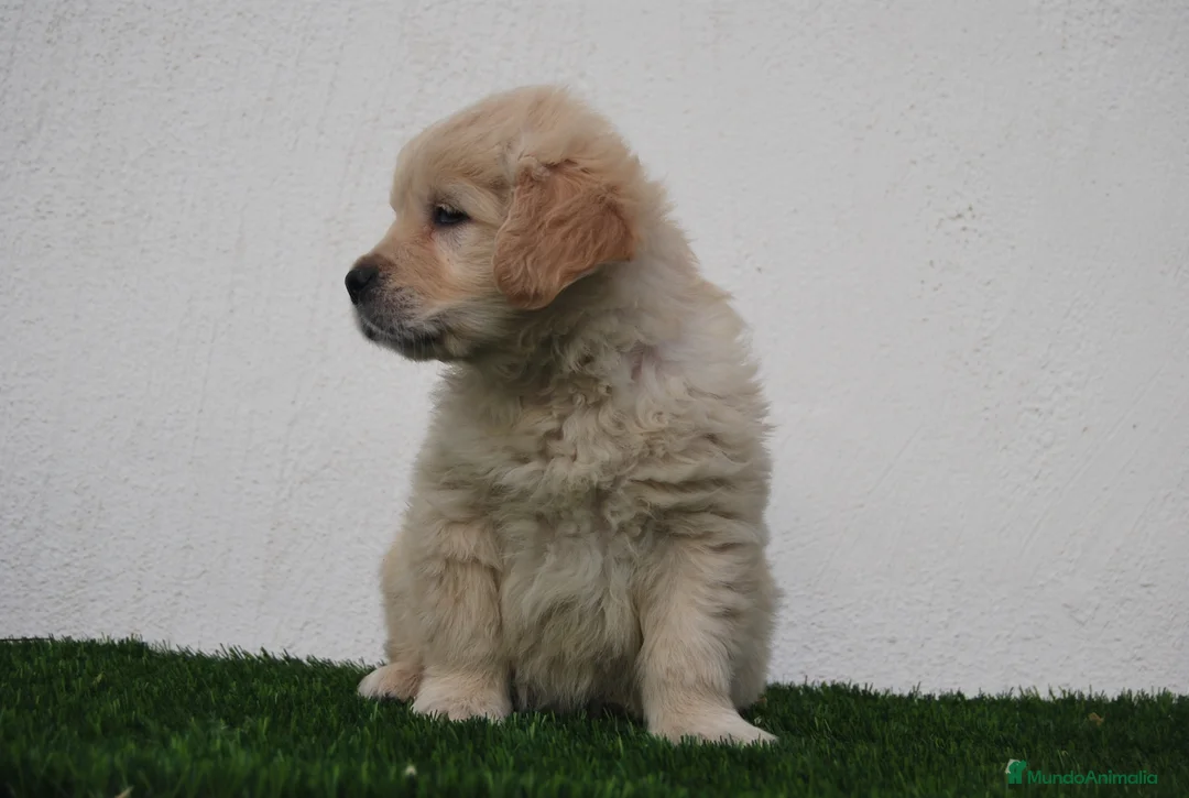 Golden Retriever perros en venta: Cachorros de Golden R en Madrid - Anuncio 3