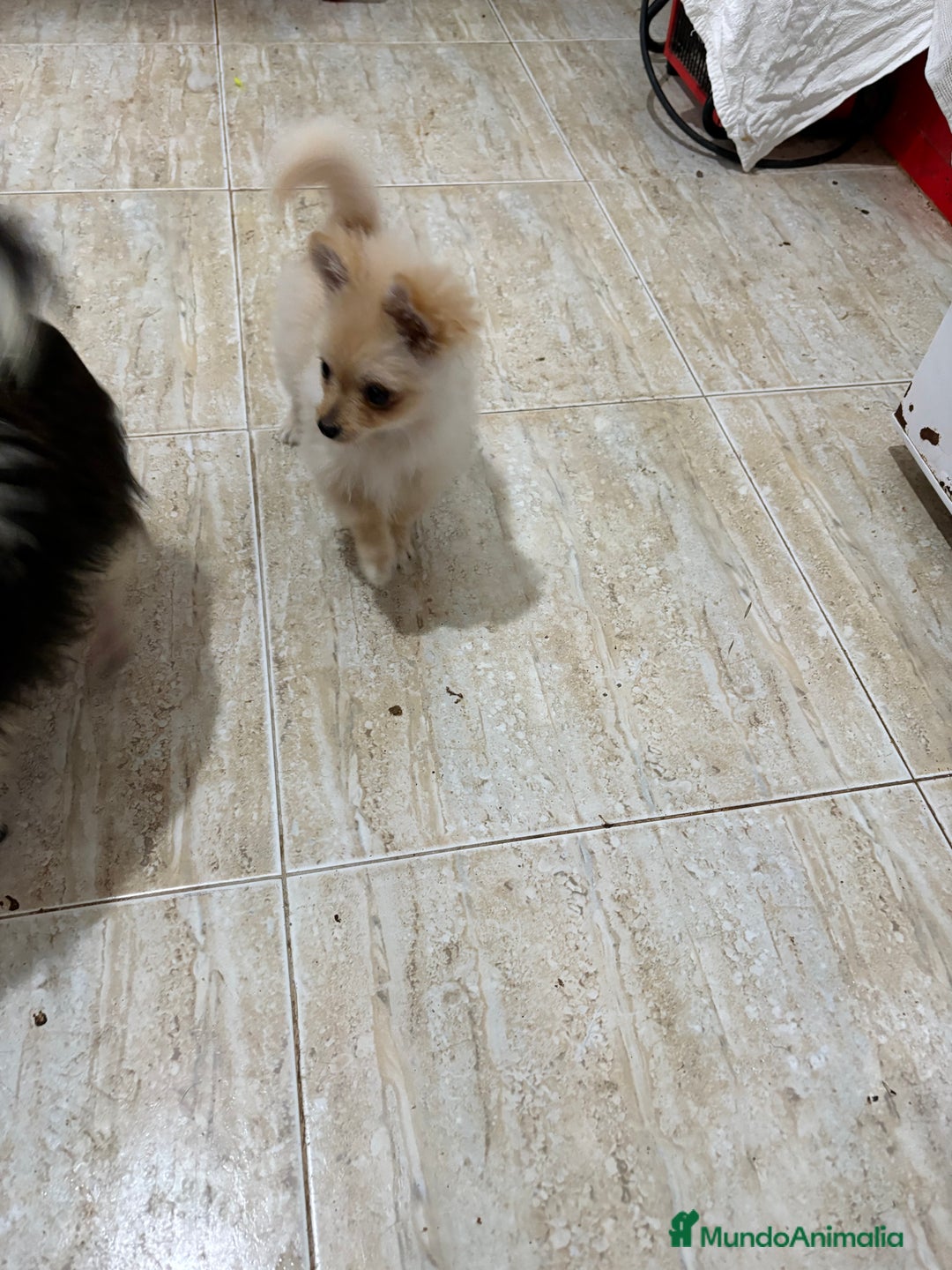 Pomerania perros en venta: Pomerania micro Toy 7 meses 790gramos  - Anuncio 14