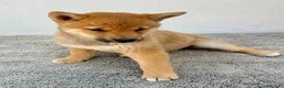 Shiba Inu perros en venta: Shiba Inu - Anuncio 24