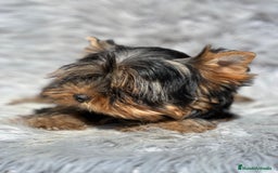 Yorkshire Terrier perros en venta: Yorki mini  - Imagen 5