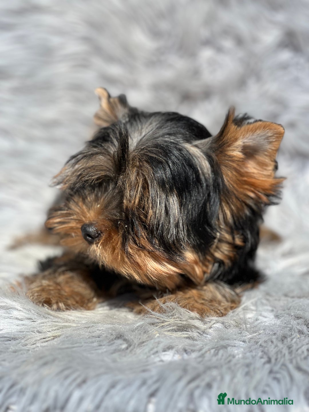 Yorkshire Terrier perros en venta: Yorki mini  - Imagen 5