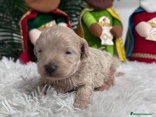 Maltipoo perros MALTIPOO MACHO - Anuncio 2