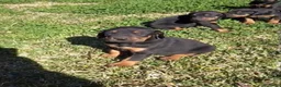 Dobermann perros en venta: Espectacular camada dóberman negro fuego  - Anuncio 2