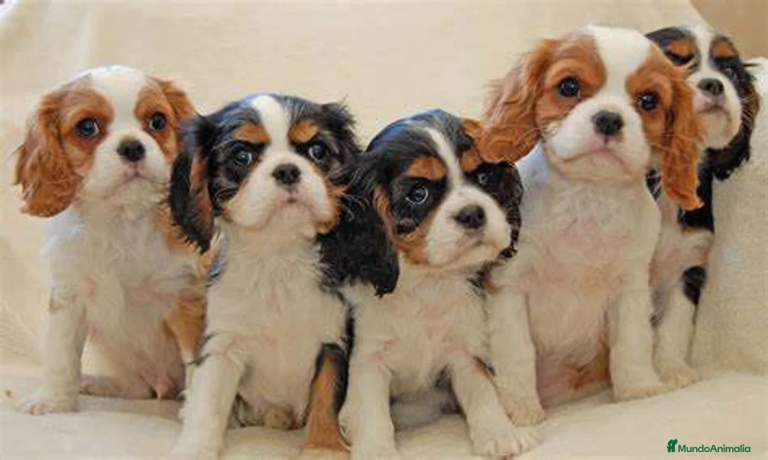 Cavalier King Charles Spaniel perros en venta: cavalier  - Anuncio 1
