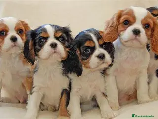 Cavalier King Charles Spaniel perros cavalier - Anuncio 2