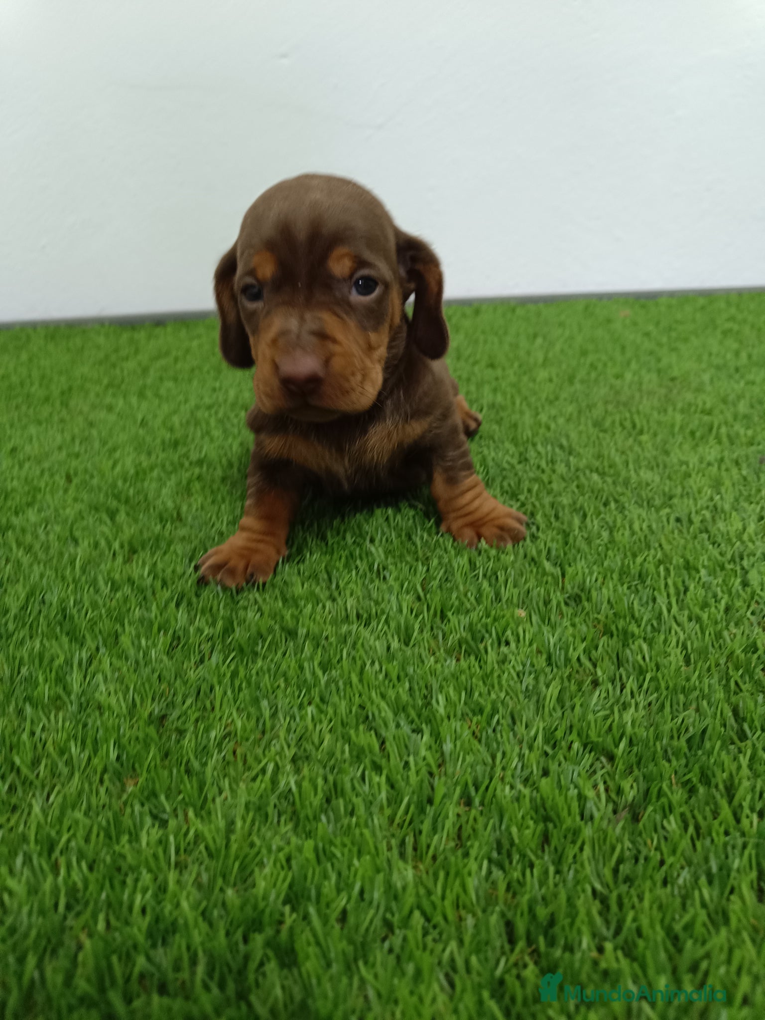 Teckel Miniatura perros Teckel hembra mini - Anuncio 1