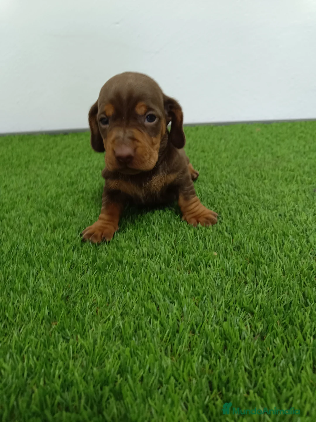 Teckel Miniatura perros en venta: Teckel hembra mini - Anuncio 1