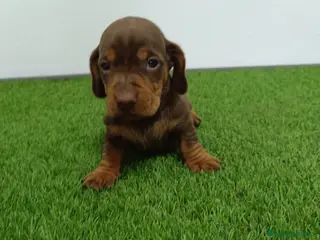 Teckel Miniatura perros Teckel hembra mini - Anuncio 17