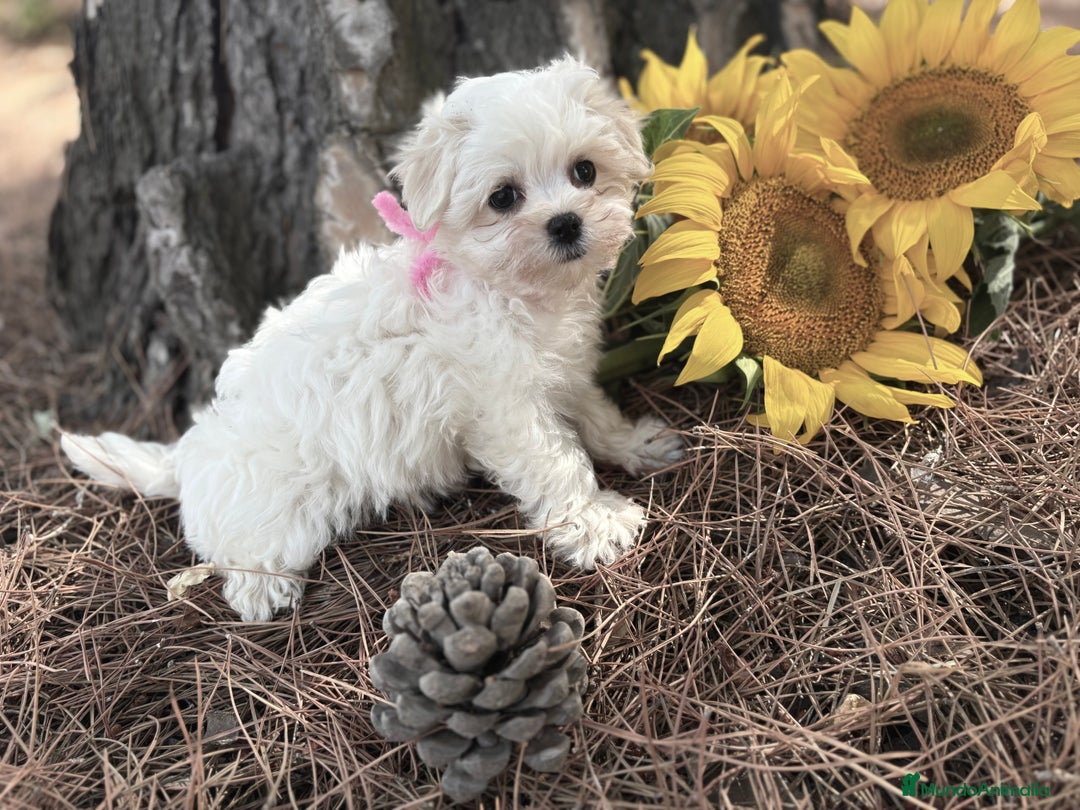 Bichón Maltés perros en venta: Bichon maltés hembra y macho !!! - Imagen 11