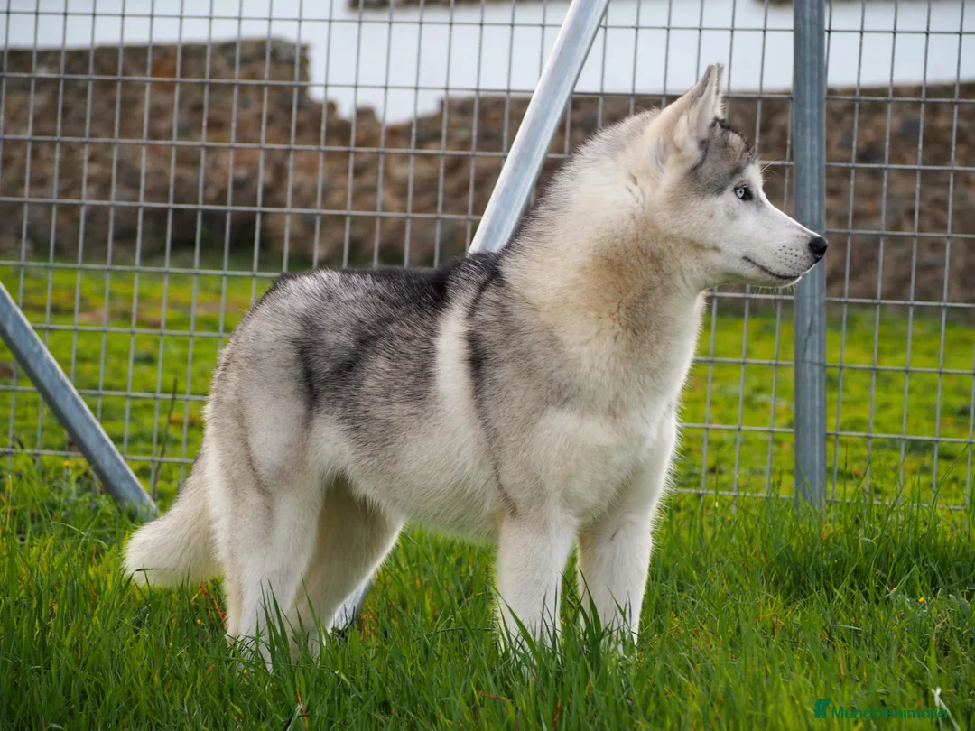 Husky Siberiano perros en venta: Husky Siberiano  - Anuncio 9
