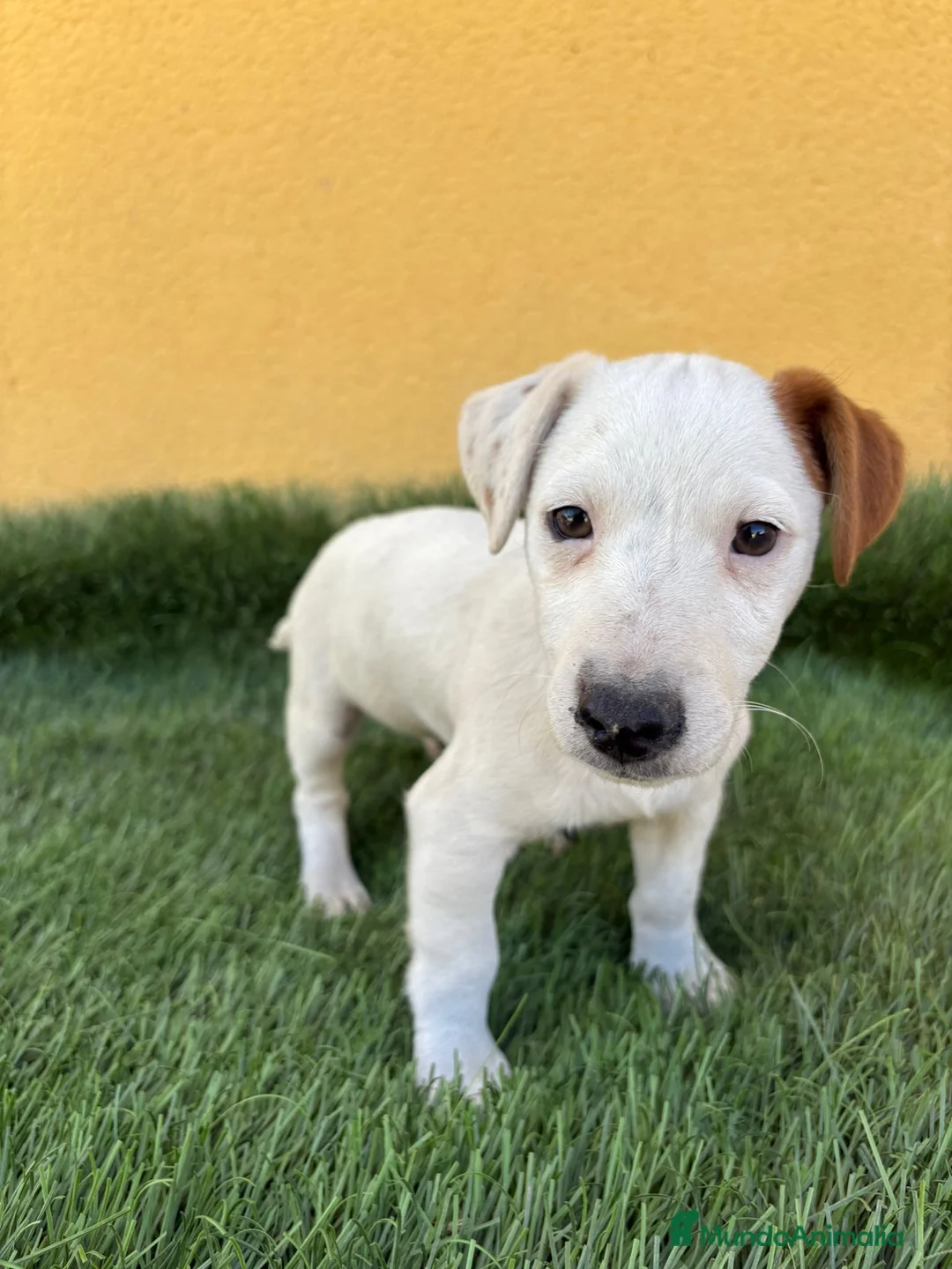 Jack Russell Terrier perros en venta: web milcachorros.es - Anuncio 13