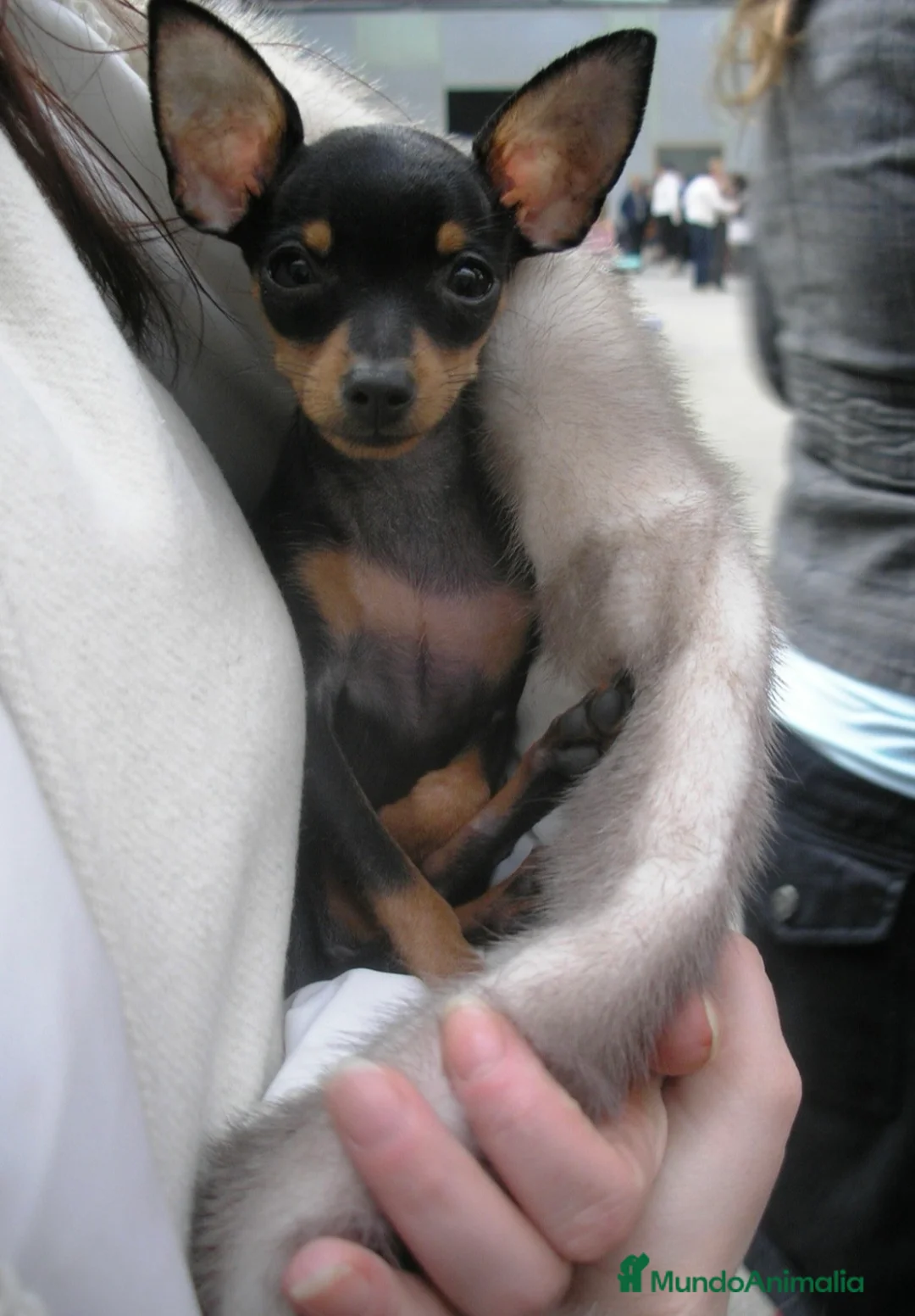Pinscher Miniatura perros en venta: Pinscher miniatura negro fuego🐶🐾 - Anuncio 1