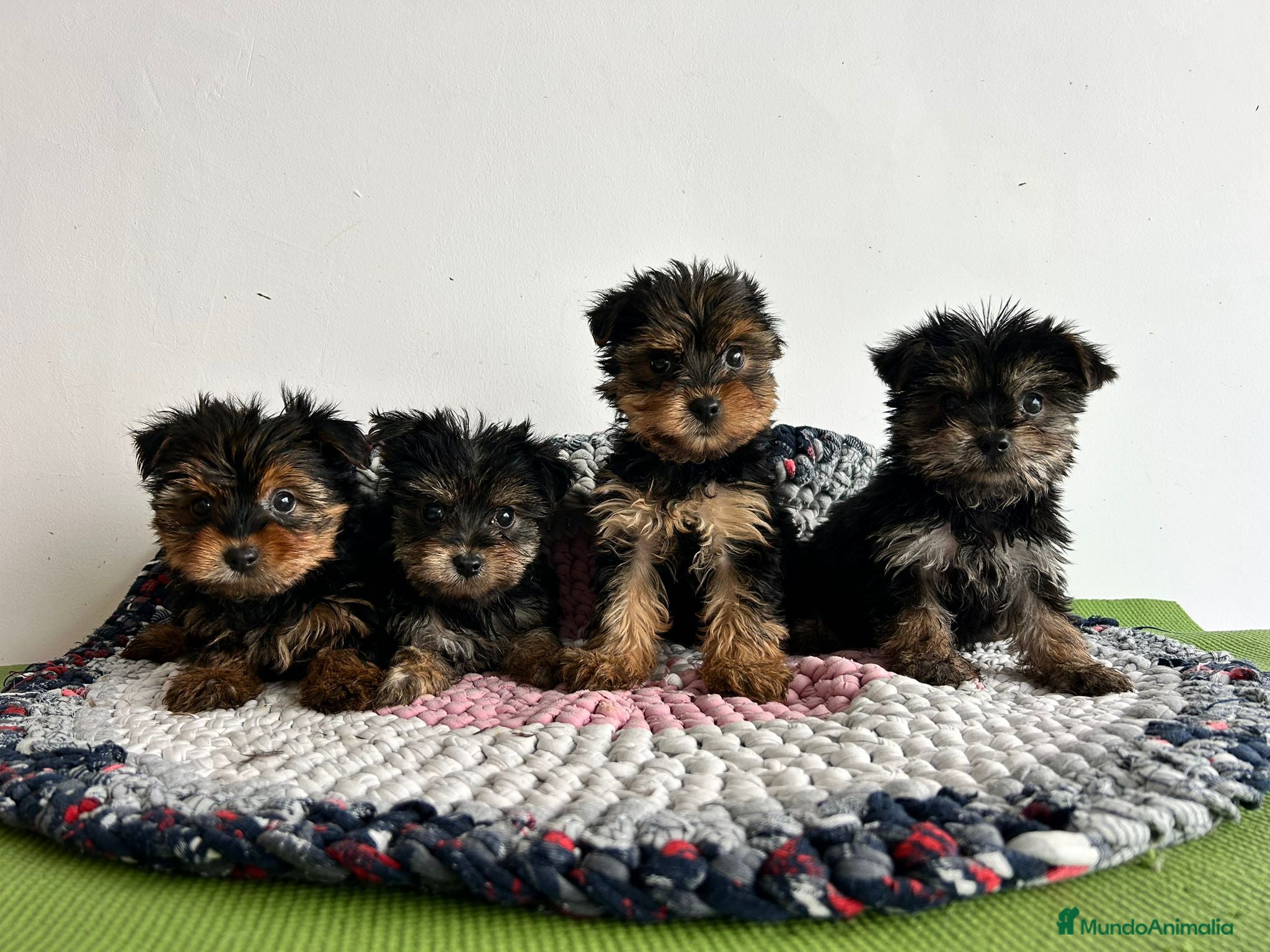 Yorkshire Terrier perros Yorkshire miniatura  - Anuncio 1
