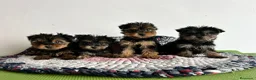 Yorkshire Terrier perros en venta: Yorkshire miniatura  - Anuncio 1