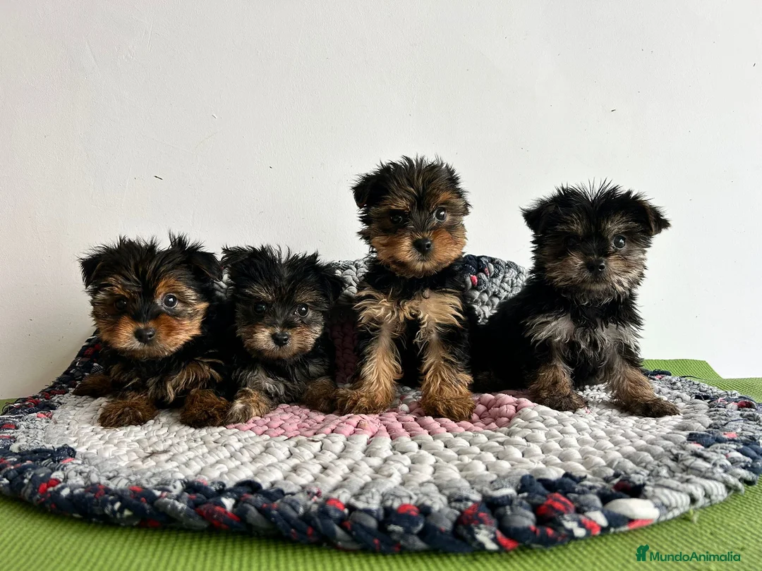 Yorkshire Terrier perros en venta: Yorkshire miniatura  - Anuncio 1