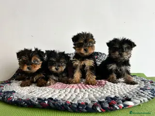 Yorkshire Terrier perros Yorkshire miniatura - Anuncio 1