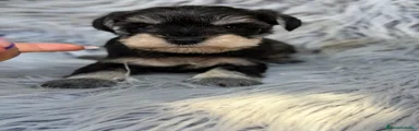 Schnauzer Miniatura 1