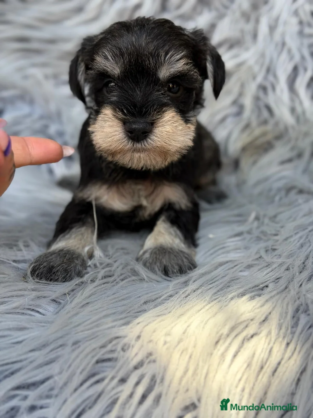 Schnauzer Miniatura perros en venta: SCHNAUZER MINIATURA SAL Y PIMIENTA  - Anuncio 2