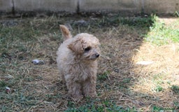 Caniche Enano perros en venta: Caniche enana  - Imagen 5
