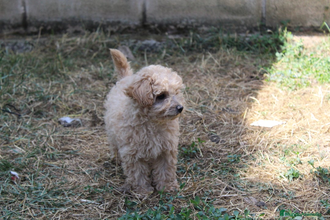 Caniche Enano perros en venta: Caniche enana  - Imagen 5